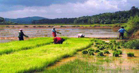 marutha nilam