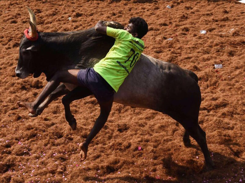 viralimalai jallikattu 2019