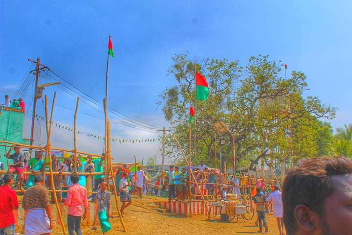 palamedu jallikattu celebration 