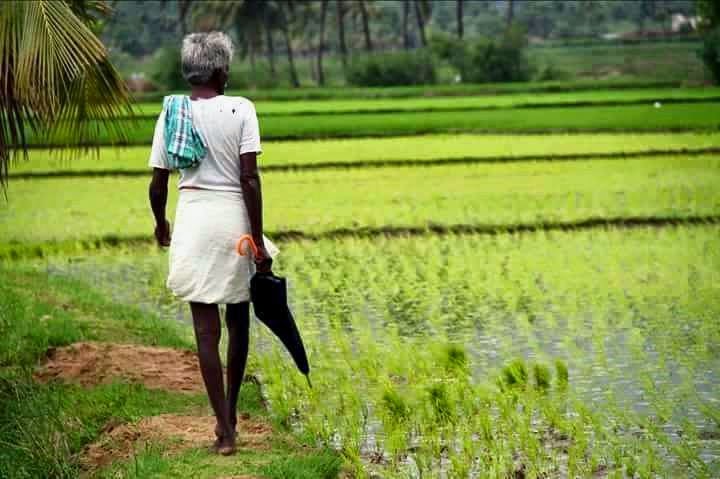 pallar devendra kula vellalar