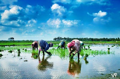 முக்கூடற்பள்ளு